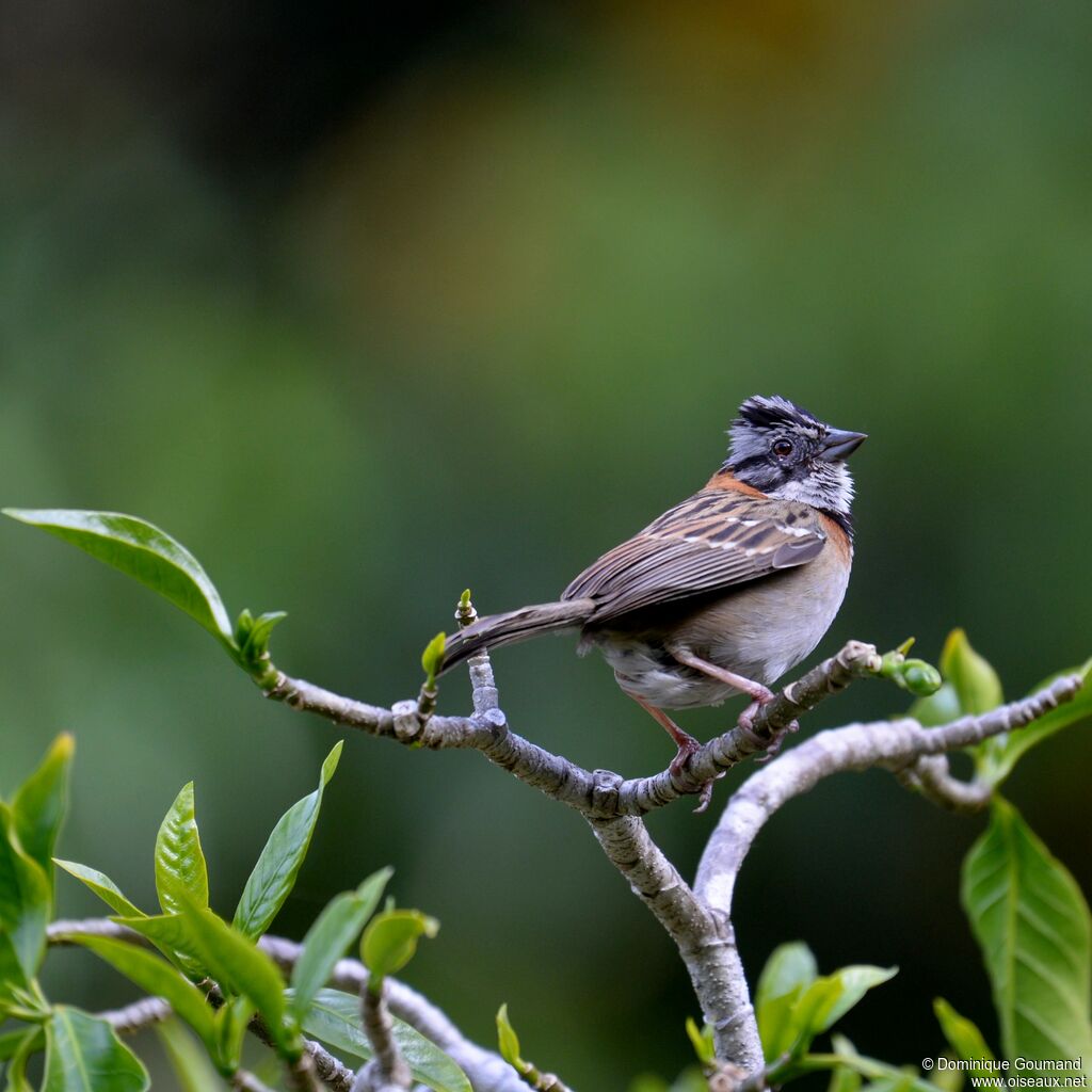 Rufous-collared Sparrowadult