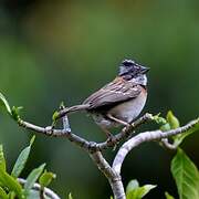 Rufous-collared Sparrow