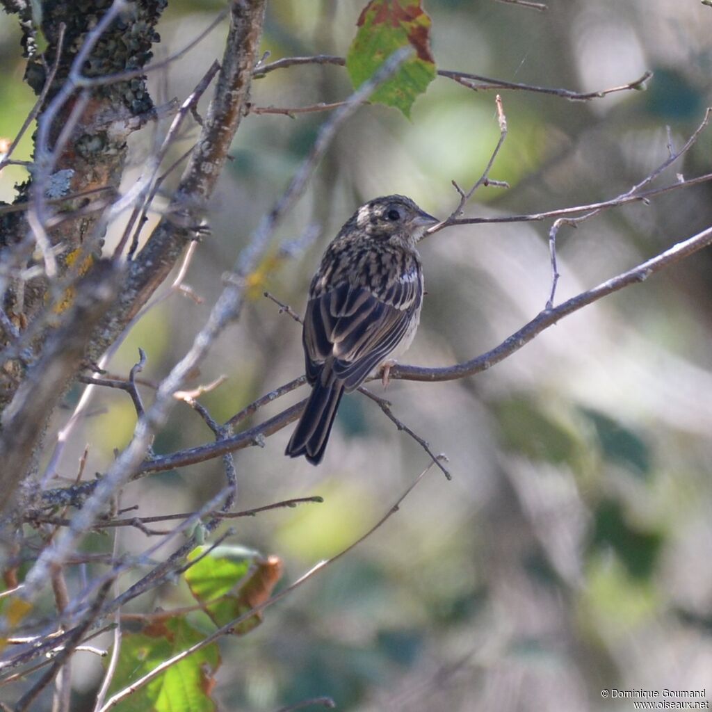 Rock Bunting