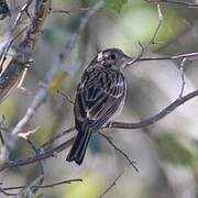 Rock Bunting