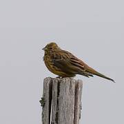 Yellowhammer