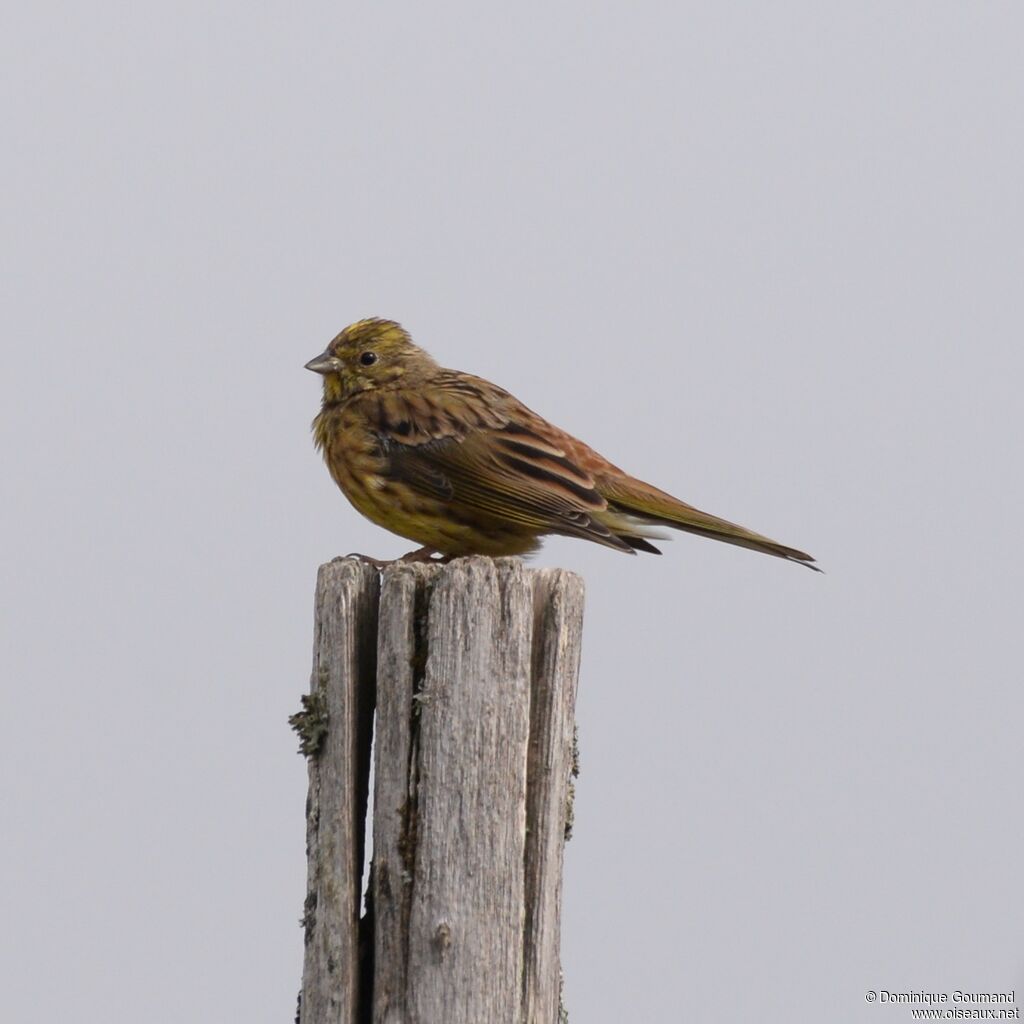 Bruant jaune femelle adulte