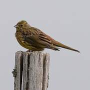 Yellowhammer