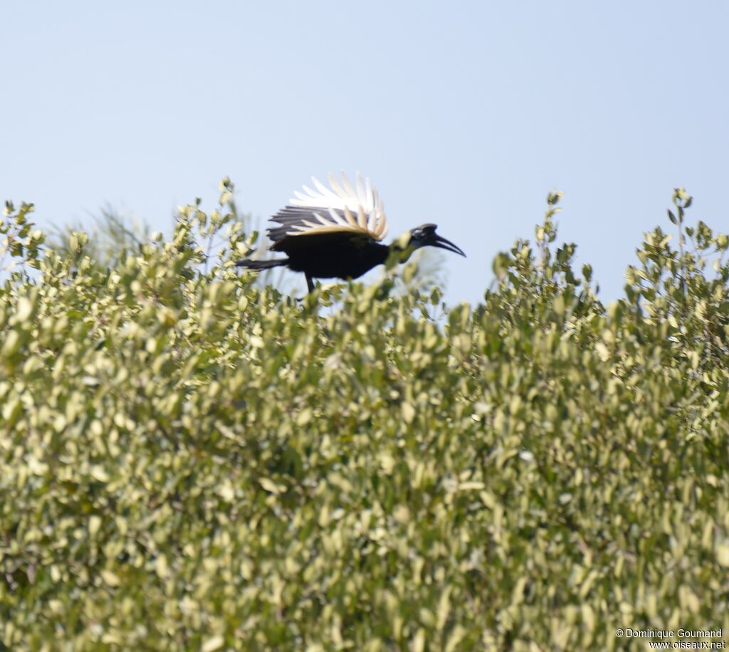 Abyssinian Ground Hornbill
