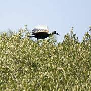 Abyssinian Ground Hornbill