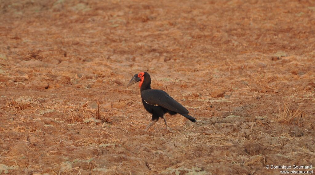 Southern Ground Hornbill male