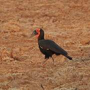 Southern Ground Hornbill