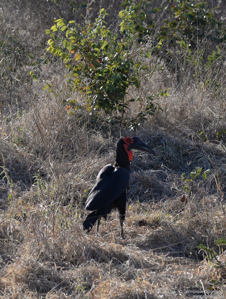 Southern Ground Hornbill female