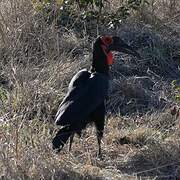 Southern Ground Hornbill