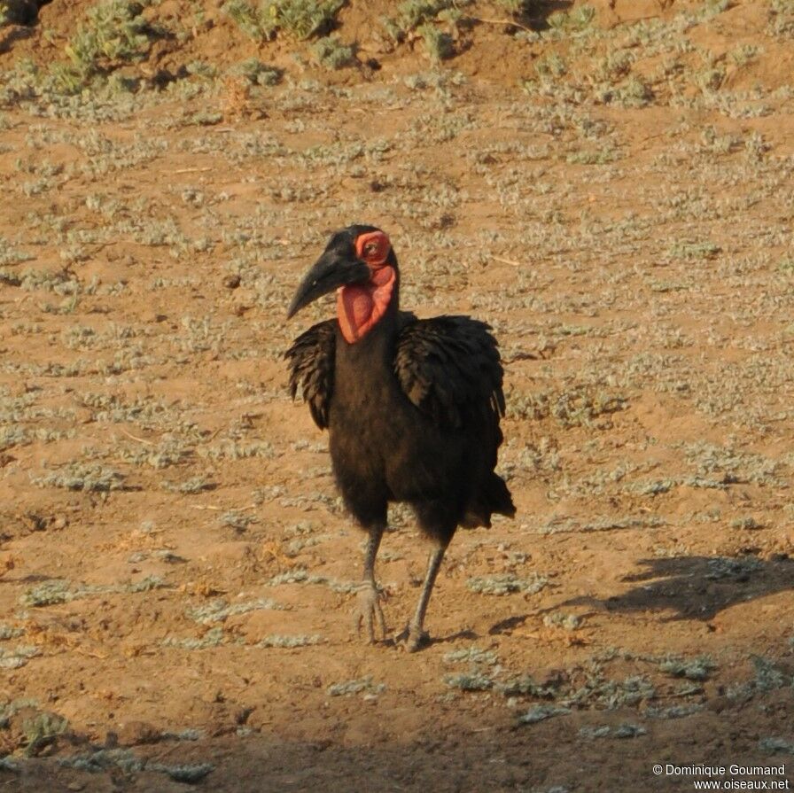 Southern Ground Hornbill