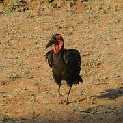 Southern Ground Hornbill