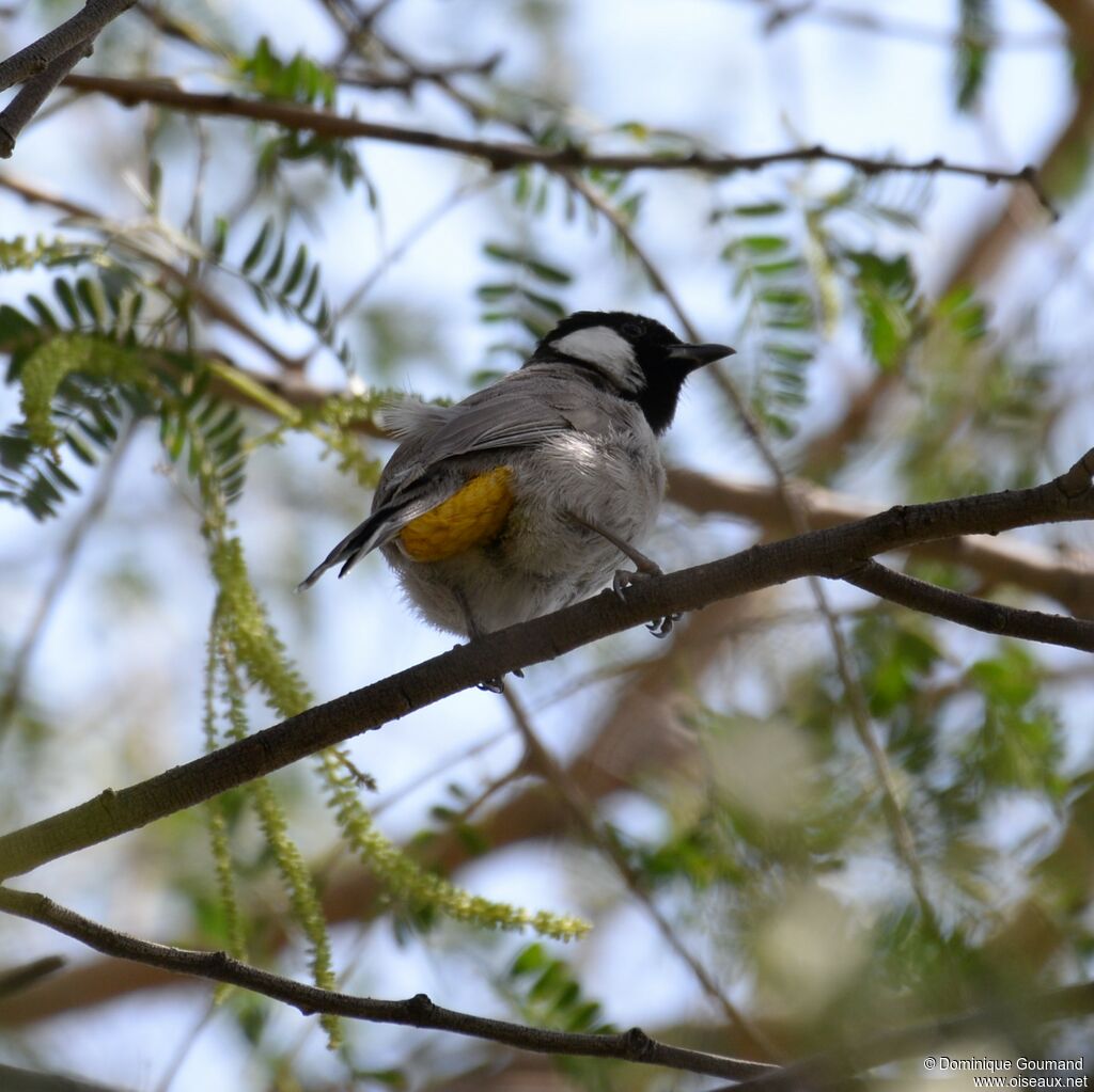 Bulbul à oreillons blancsadulte