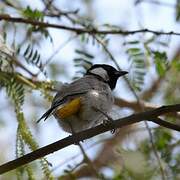 White-eared Bulbul