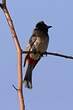 Bulbul à ventre rouge