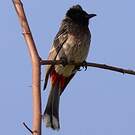 Bulbul à ventre rouge