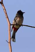 Bulbul à ventre rouge