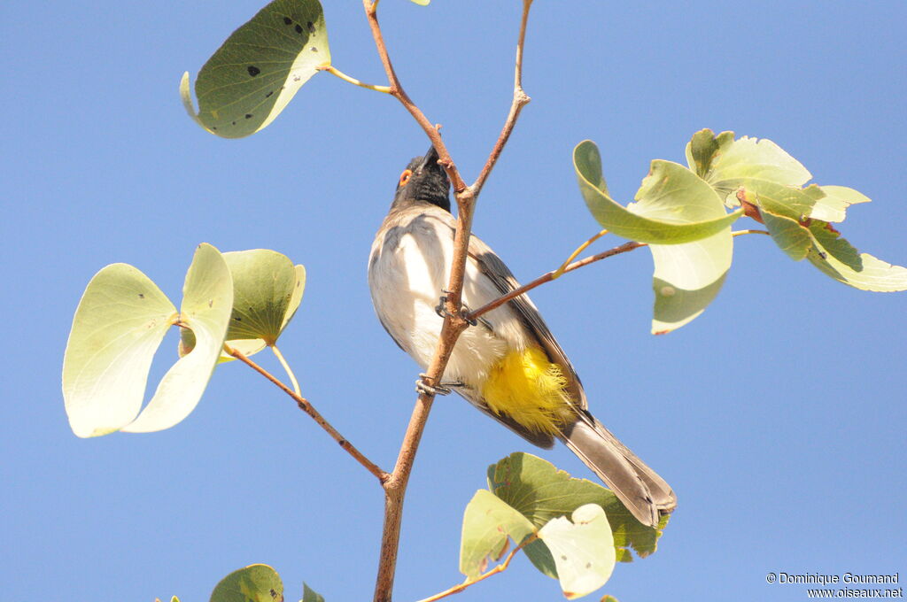 African Red-eyed Bulbul