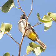 African Red-eyed Bulbul