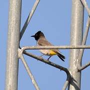 African Red-eyed Bulbul