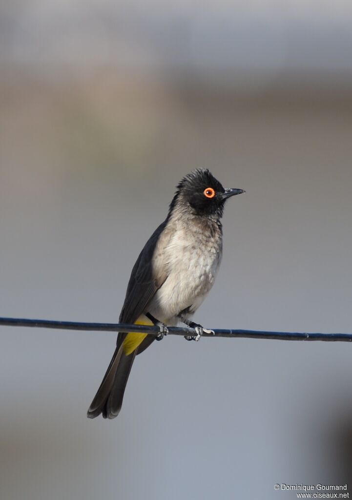 African Red-eyed Bulbul