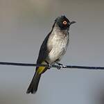 Bulbul brunoir