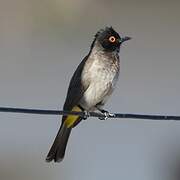 African Red-eyed Bulbul