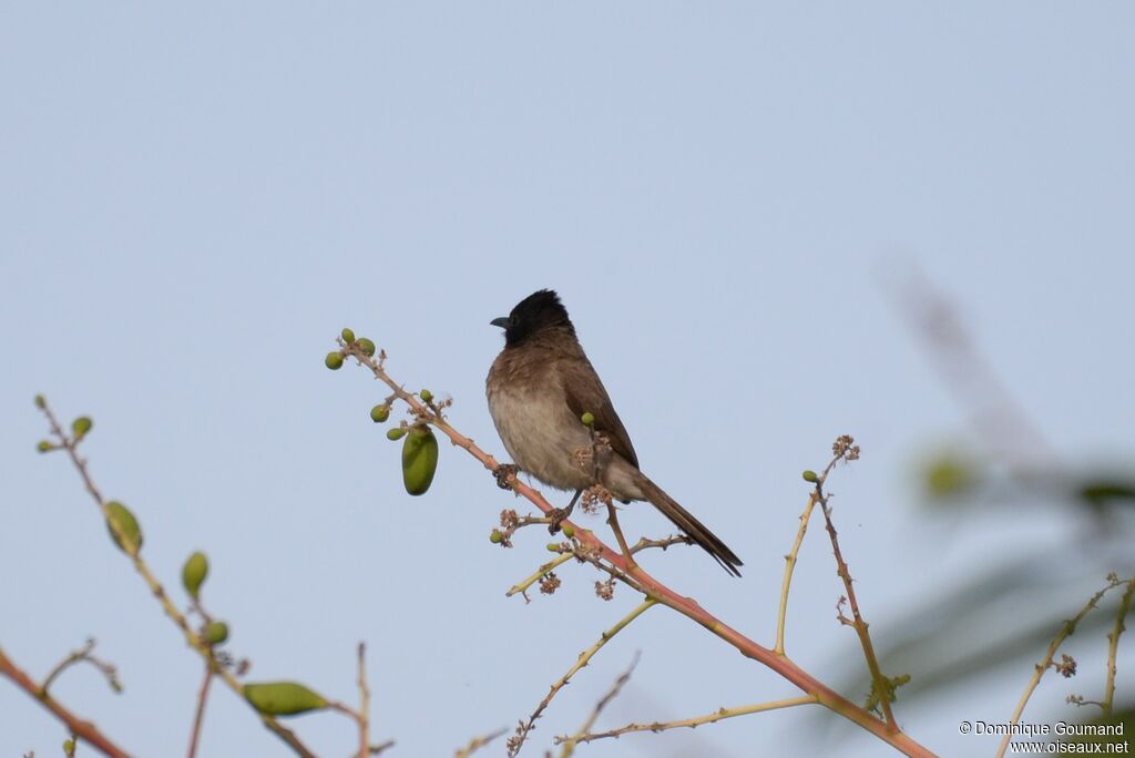 Common Bulbul