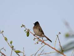 Bulbul des jardins