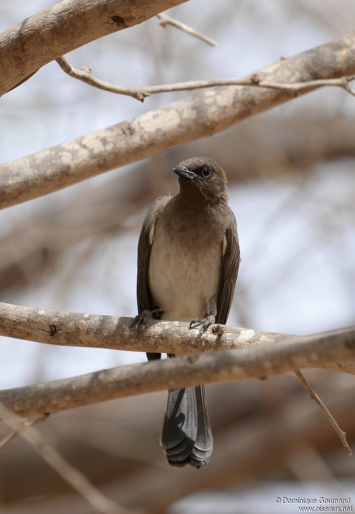 Common Bulbul