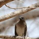 Bulbul des jardins