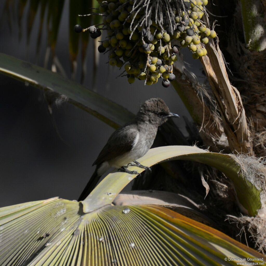 Common Bulbul