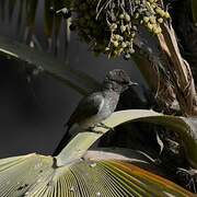 Common Bulbul