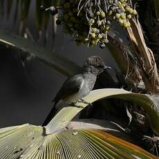 Bulbul des jardins