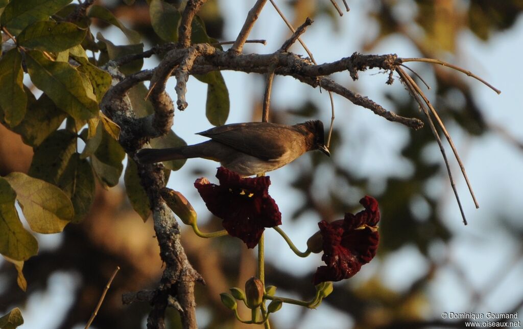 Bulbul tricolore