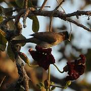 Dark-capped Bulbul