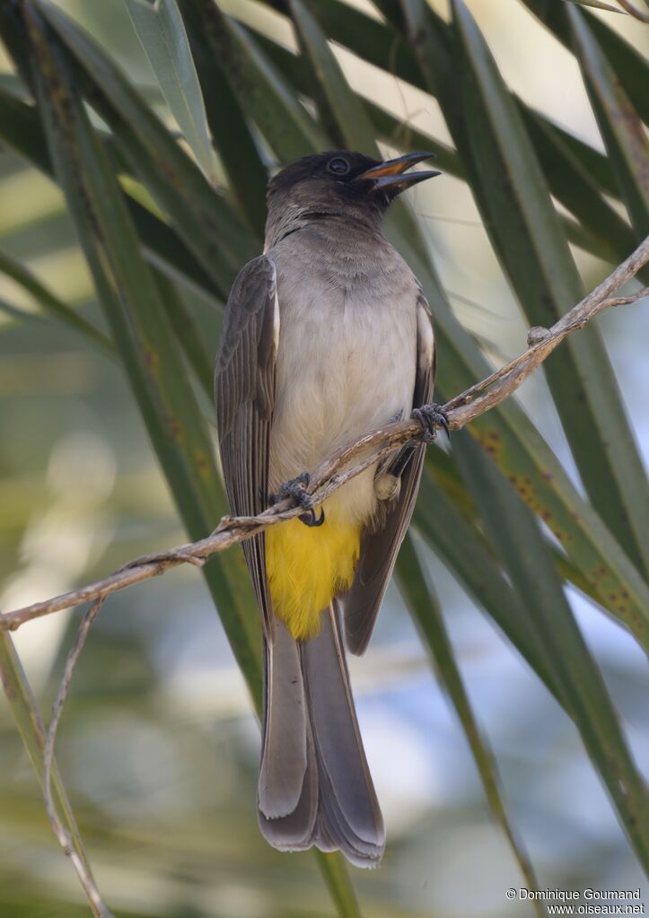 Dark-capped Bulbul