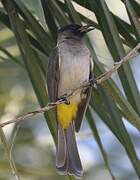 Dark-capped Bulbul