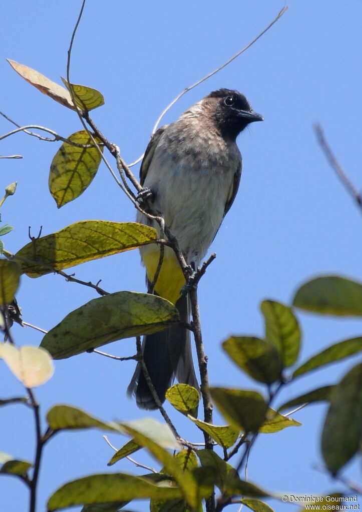 Dark-capped Bulbul