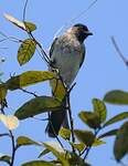 Bulbul tricolore