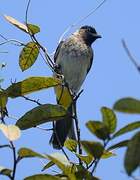 Dark-capped Bulbul