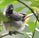 Bulbul tricolore