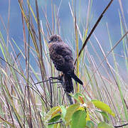 African Marsh Harrier