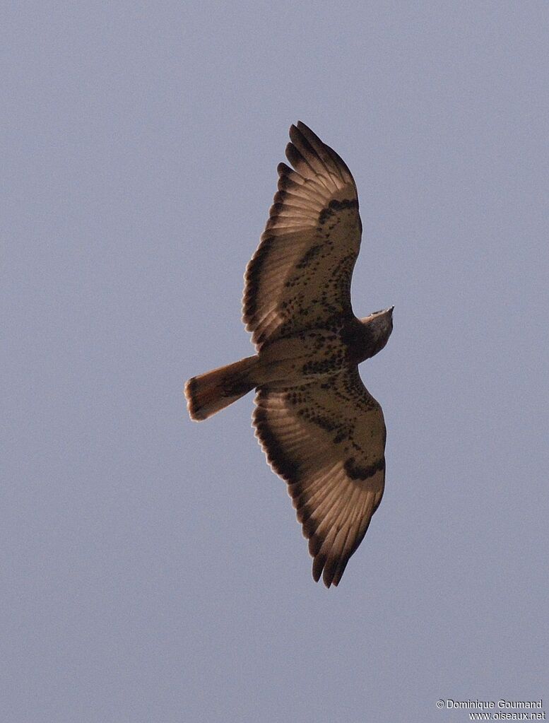 Red-necked Buzzard