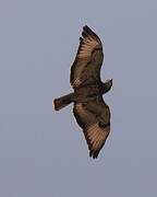 Red-necked Buzzard