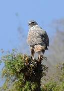 Long-legged Buzzard