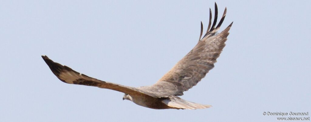 Long-legged Buzzard