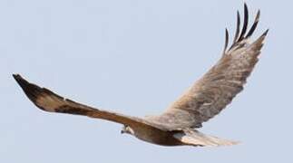 Long-legged Buzzard