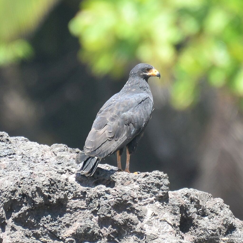 Common Black Hawkadult