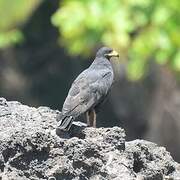 Common Black Hawk