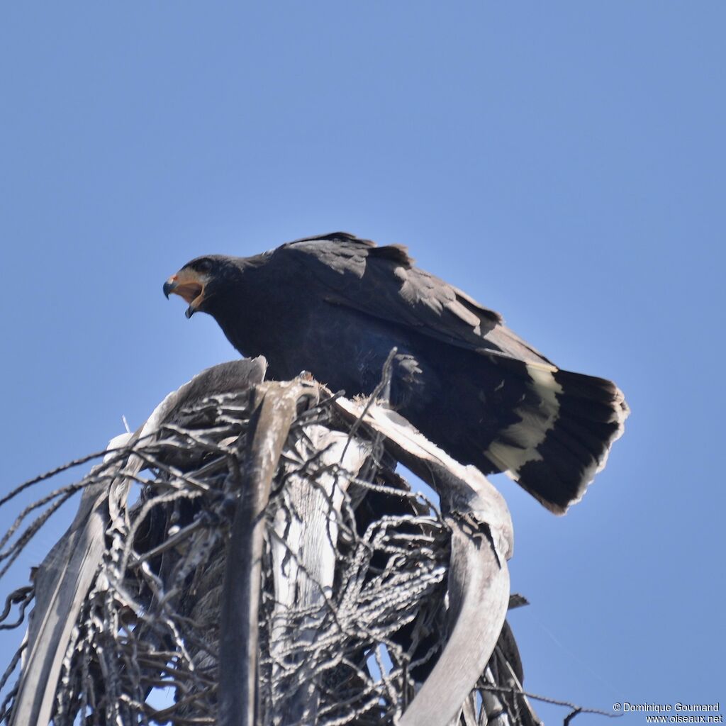 Common Black Hawk